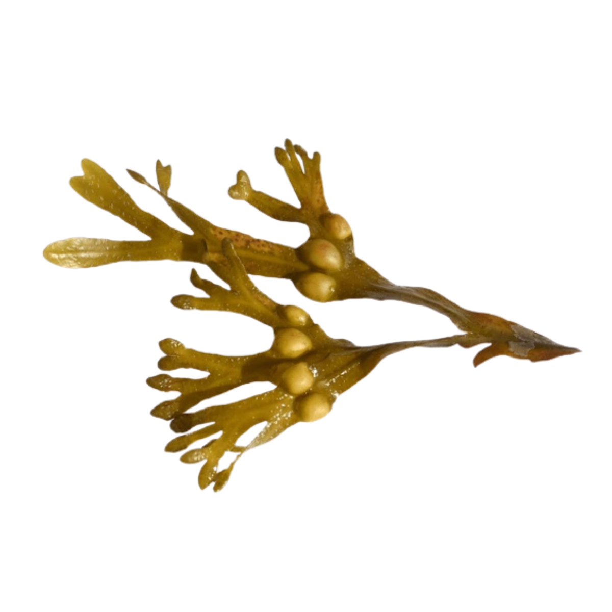 Fucus