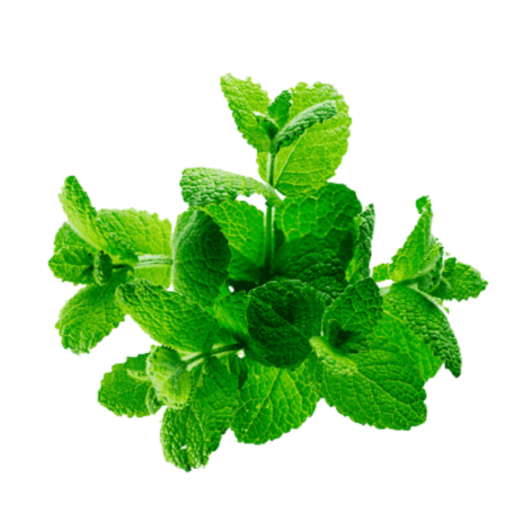 Hojas verdes, símbolo de la clorofila