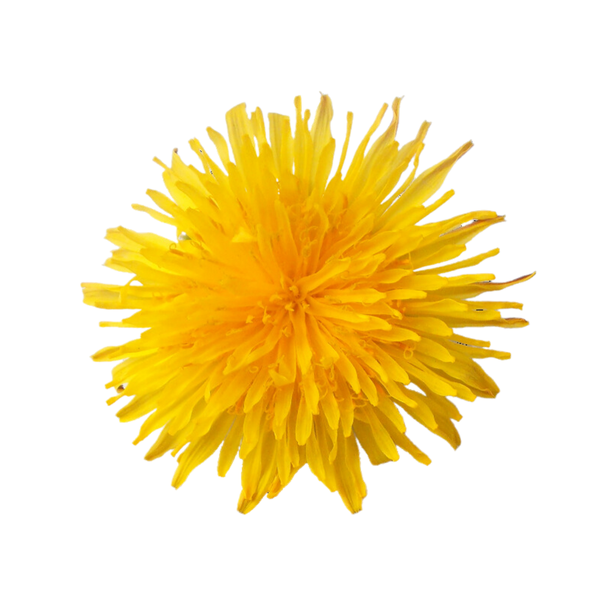 Diente de león